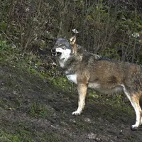La FNDP rappelle que le zéro prédation est visé, non pas le zéro loup. © pabvision.com