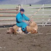 Les crins des chevaux sont coupés après dix mois de liberté. © M. Gontier