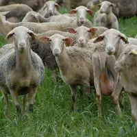 La fin de gestation est une période critique car les brebis ont des besoins très importants et la capacité d’ingestion de la mère diminue. En toute fi