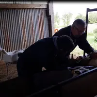 Les brebis sont rapidement prêtes et il suffit d’une quarantaine de secondes pour en inséminer une. © Tech-ovin