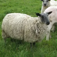 Bien que la Bleue du Maine soit une race de grand format (brebis de 80 à 90 kg et béliers de 110 à 120 kg), les brebis sont très dociles. © V. Bargain
