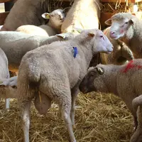 Le plus dur est de bien séparer les béliers et les brebis sur la période désirée pendant la lutte. © B. Morel