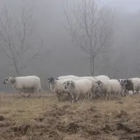 Les OP ovines doivent désormais compter au moins 15 000 animaux commercialisés ou 40 éleveurs dans les zones à faible densité ovine.  © L. Geffroy