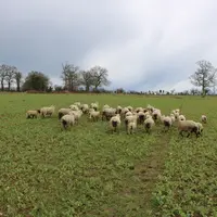 Près d'un agriculteur imposé au réel sur cinq déclare un revenu nul ou déficitaire. C'est plus d'un quart en production d’ovine, caprine ou équine...