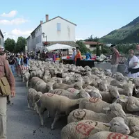 En France, en Europe et plus loin, les transhumances sont souvent l'occasion de pratiques festives riches.  © A. Villette