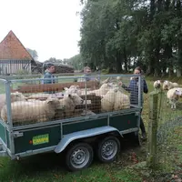 La gestion des parcelles d'écopâturage demande organisation et souplesse dans le travail. Néanmoins, l'accès aux terrains est gratuit et le gain en ma