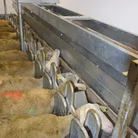 Les premiers passages en salle de traite seront grandement facilités si les agnelles ont déjà été habituées à la salle et à la séparation des agneaux.