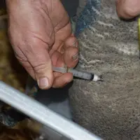 La consommation d'antibiotiques vétérinaires a fortement baissé mais les efforts doivent se maintenir pour limiter l'antibiorésistance.  © D. Hardy