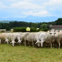 L’élevage des ruminants à l’herbe dans le Massif central produit des services environnementaux et culturels qui pourraient légitimement être mieux rém