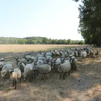 L'insémination artificielle est exigeante et si la brebis a vécu un stress (sécheresse, pluie, etc.), les chances de réussite seront moindres. © B. Mo