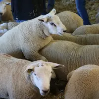 L'utilisation des phéromones de bélier pourrait permettre de synchroniser les brebis plus naturellement et sans présence de mâle. © B. Morel
