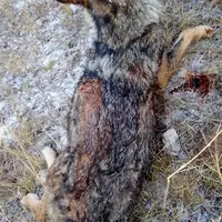Si 19 % de la population de loups en France est prélevée avant la fin de l'année 2020, les éleveurs ne pourront plus avoir recours aux tirs de défense