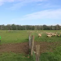 Changer les brebis de parcelles tous les trois jours permet à l'éleveur d'observer plus régulièrement ses animaux. © B. Morel