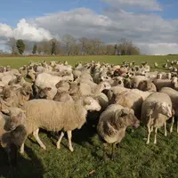 La Bretagne accueille des candidats motivés à l’installation tandis que la région Pays de la Loire devient un acteur de la production de lait de brebi