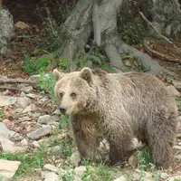 Le président de la République s'est engagé à ne plus réintroduire d'ours, à s'occuper de ceux qui causent des problèmes et à impliquer davantage les é