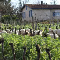La pâturage des vignes s'avère être une association intéressante autant pour les vignerons qui n'ont plus à entretenir leurs interrangs et voient leur