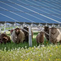 Panneaux solaires et élevage ovins semblent faire bon ménage mais un partenariat renforcé est expérimenté entre la FNO et Neoen. © Hykoe - Fotolia