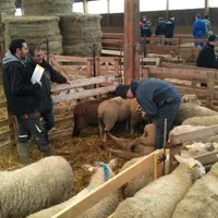 Les Ovinpiades des jeunes bergers rassemblent chaque année plus de 700 élèves d'établissements agricoles âgés de 16 à 24 ans.