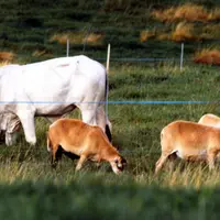 Les génisse Brahman et les moutons Martinik pâturent ensemble sur les mêmes parcelles. © M. Mahieu/Inrae