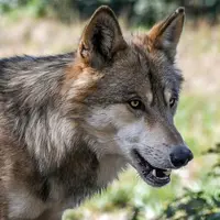 La prédation par le loup impacte fortement les résultats économiques de l'exploitation.