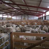 Trois périodes d'agnelages se succèdent en novembre, janvier puis avril. © J.-M. Bidoire