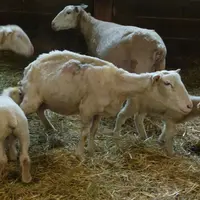 L'analyse de mélange de fèces permet de détecter la bactérie responsable de la paratuberculose dans un lot d'animaux. © D. Daniel