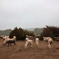Les agneaux pouvant se protéger des intempéries pendant la nuit ont une meilleure croissance que ceux laissés en plein air. © B. Morel