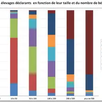 Sans surprise, le nombre de béliers par élevage varie selon la taille du troupeau. © Idele, Race de France, Inra