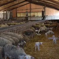 Unicor a collecté plus d'un demi-million d'ovins en 2019. © D. Hardy