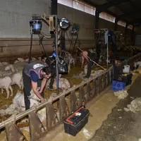 En Espagne, des éleveurs délèguent le chantier de tonte à une brigade qui recrute et gère les tondeurs. © Idele
