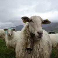 Il faut conduire les brebis en première lactation à part si possible. © GIS-id64