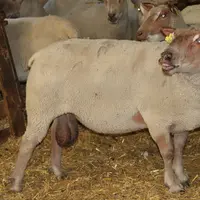 La présence d'un bélier sexuellement actif semble avoir le même effet sur les brebis que le retour en chaleur saisonnier. © B. Morel