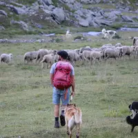 Le métier de berger est loin d'être de tout repos comme l'image d'Epinal. Avec une trentaine de kilos sur le dos, Joseph parcourt en moyenne 15 à 20 k