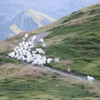 Le métier de berger existe partout dans le monde et se décline en une multitude de profils, selon le type de production, le climat, la taille du troup