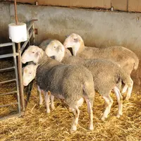 Une aide financière pour l'achat de un à 12 béliers est proposée aux éleveurs d'Auvergne-Rhône-Alpes. © L. Geffroy