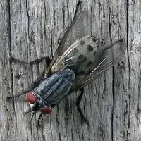 Les myiases à Wohlfahrtia Magnificasont provoqués par les larves carnassières de cette mouche.  © CDAAS de la Haute-Vienne