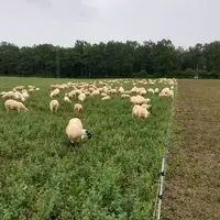 Les ovins valorisent les couverts et la luzerne et pâturent les parcelles de blé. © DR