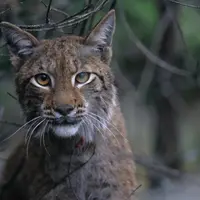 Environ 150 lynx sont présents en France, essentiellement dans le massif jurassien.  © H. Andren