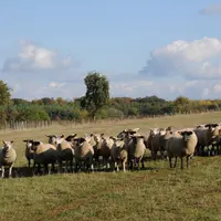 Les agneaux produits sous signe officiel de qualité (IGP, AOP, label rouge, bio) sont perçus comme étant agroécologiques.  © L. Geffroy