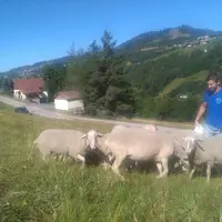 Christophe Holtzer est salarié chez un éleveur avec des brebis laitières de race Lacaune. © I. Voinson