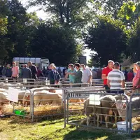 Près de 60 % des béliers ont trouvé acquéreur, à des prix correct, entre 500 et 550 euros. © F. Tahon