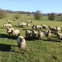 L'interprofession de l'élevage et de la viande rassemble les représentants de toute la filière, depuis l'éleveur jusqu'au boucher. © B. Morel
