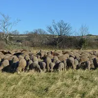 Dans la plaine de Crau, ce troupeau mérinos d’Arles est au pâturage dans les quatrièmes coupes. © P. Fabre
