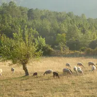 Le printemps-été 2020 a, une fois de plus, montré une grande sécheresse sur une grande partie de la France.  © B. Morel
