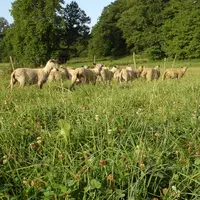 Les mélanges prairiaux avec des légumineuses restent la solution la plus sûre pour faire face au déficit fourrager d'été. © DR