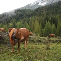 Bovins dans le Vallon du Laverq sur l’alpage de Bachasse © Cerpam