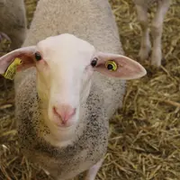 Pour une production laitière optimum, il faut mieux viser des croissances modérées. © Idele