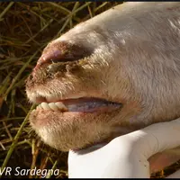 La maladie Bluetongue cause des dégâts importants dans les élevages de ruminants. Les Italiens tentent enrayer la propagation du virus depuis 20 ans.