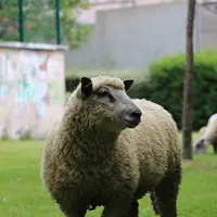 Les terrains à  pâturer peuvent être dans un environnement rural ou urbain.  © I. Heeren