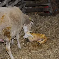 C'est au moment des mises bas que les animaux infectés excrètent le plus la bactérie responsable de la fièvre Q. © L. Geffroy